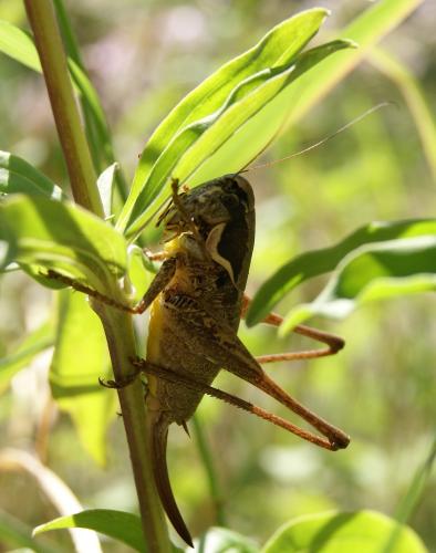 Pholidoptera femorata