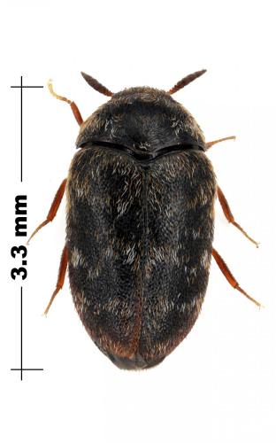 Réf. 104 742 : Trogoderma glabrum