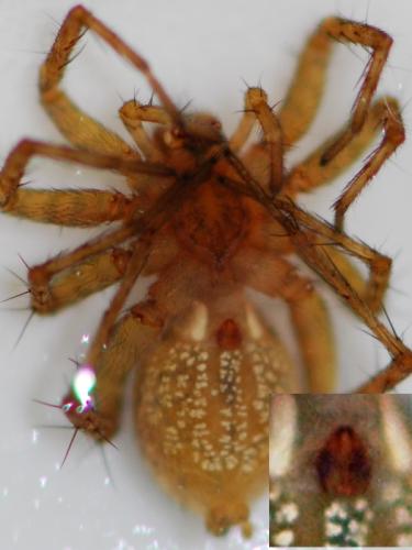 Pardosa tenuipes