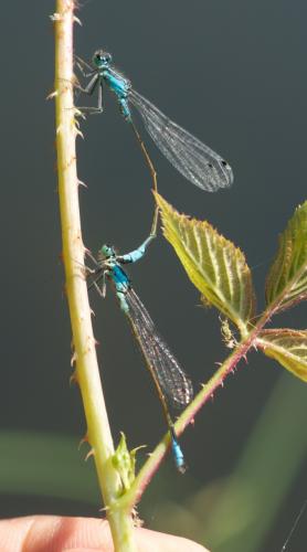 Ischnura elegans