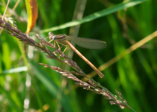 Platycnemis pennipes