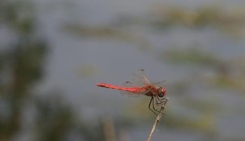 Sympetrum fonscolombii