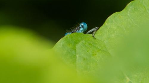 Platycnemis pennipes