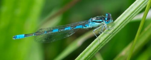 Réf. 104 072 : Coenagrion scitulum