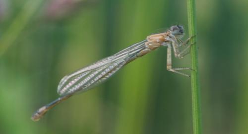 Ischnura elegans