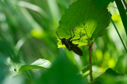Aeshna grandis
