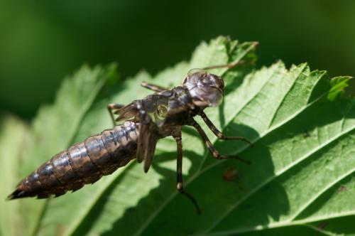 Aeshna grandis