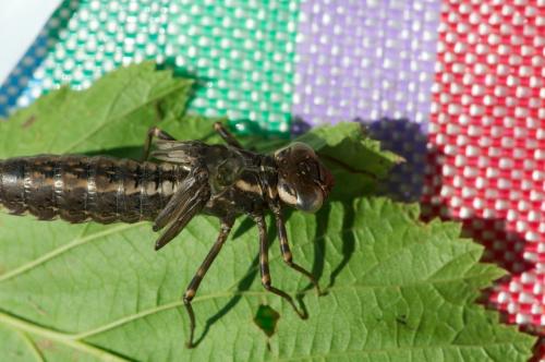 Aeshna grandis
