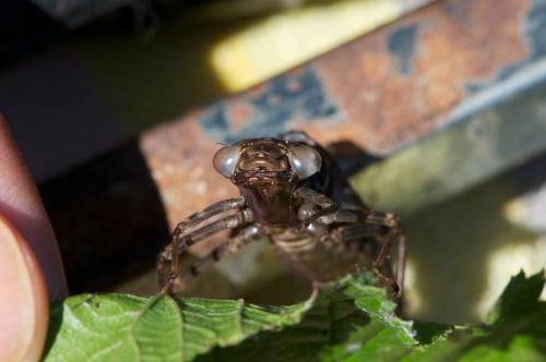 Aeshna grandis