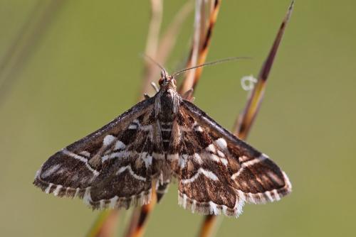 Réf. 104 745 : Diasemia reticularis