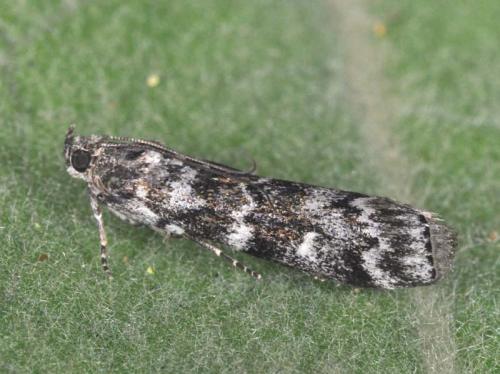 Dioryctria abietella