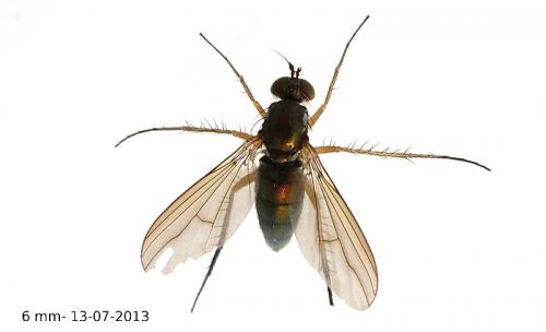 Dolichopus sp.