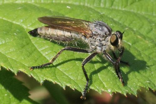 Eutolmus rufibarbis