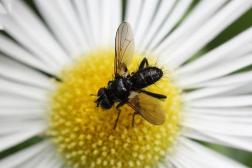 Réf. 104 059 : Phania funesta