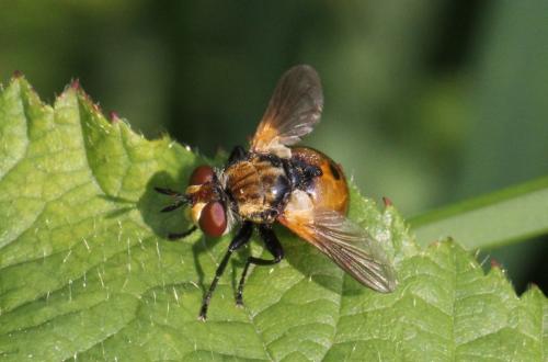 Réf. 104 062 : Gymnosoma sp.