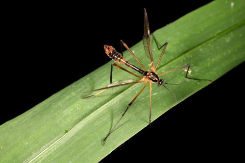 Ptychoptera albimana