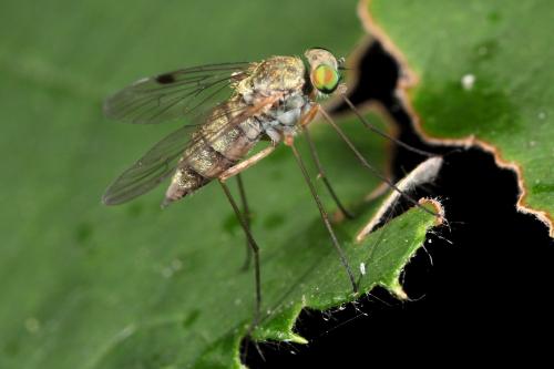 Réf. 104 554 : Chrysopilus asiliformis