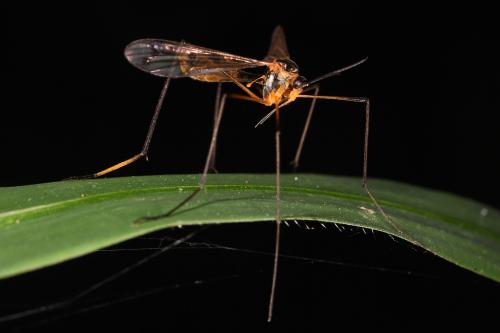 Ptychoptera albimana