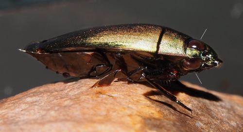 Dineutus aereus