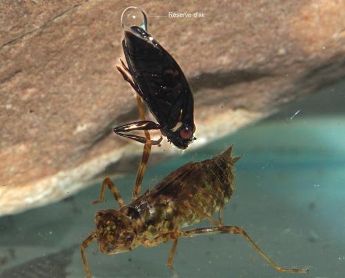 Réf. 104 565 : Dineutus aereus