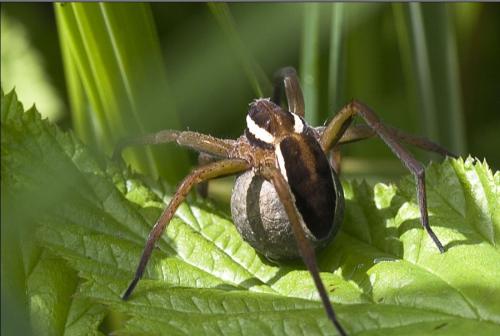 Dolomedes fimbriatus