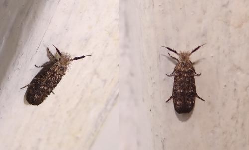 Ochsenheimeria taurella