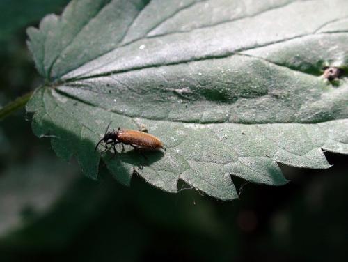 Réf. 104 887 : Lagria sp.