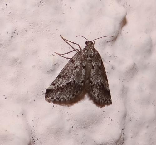 Tephronia oranaria