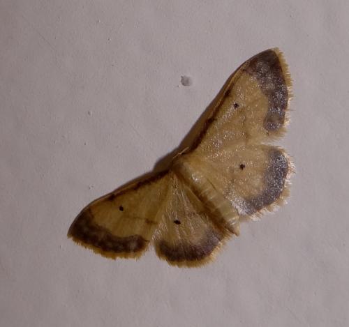 Idaea politaria