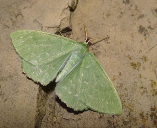 Réf. 104 886 : Geometra papilionaria