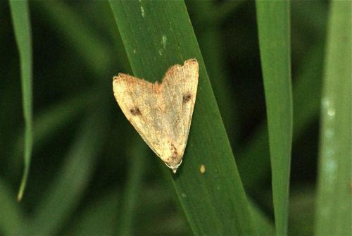 Rivula sericealis