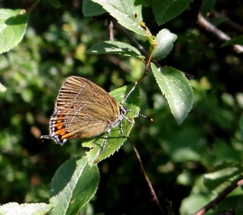 Réf. 104 854 : Satyrium pruni