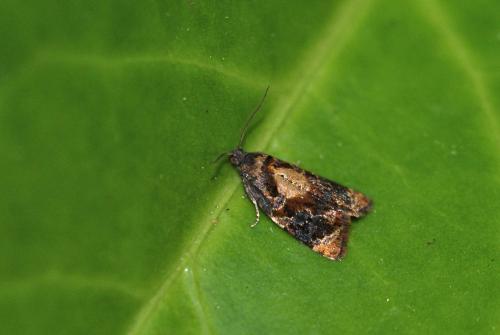 Réf. 104 252 : Ditula angustiorana