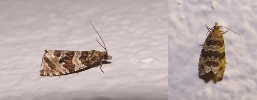 Celypha rivulana