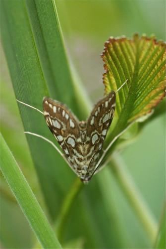 Réf. 104 048 : Elophila nymphaeata