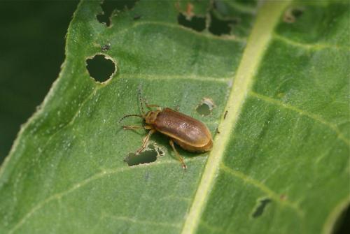 Réf. 104 022 : Galerucella sp.