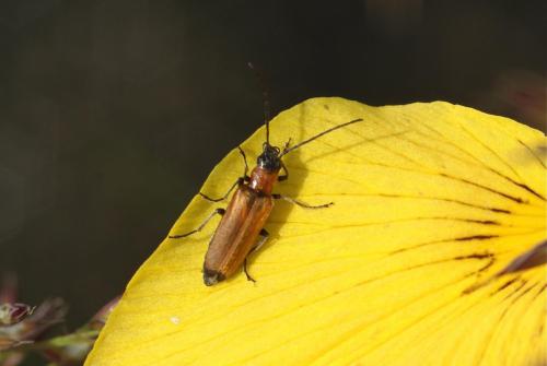 Réf. 104 023 : Anogcodes sp.