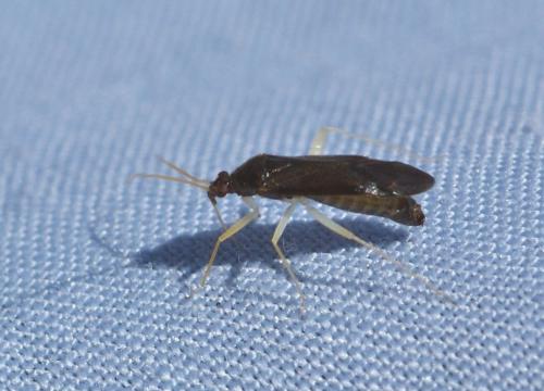 Phylus coryli