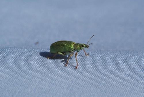Réf. 104 113 : Polydrusus formosus