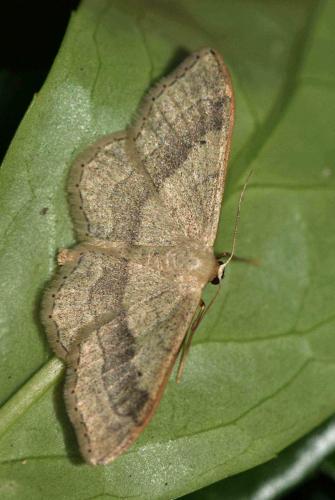 Réf. 104 308 : Idaea aversata