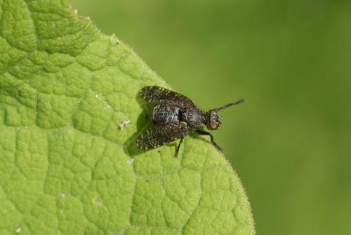Platystoma sp.