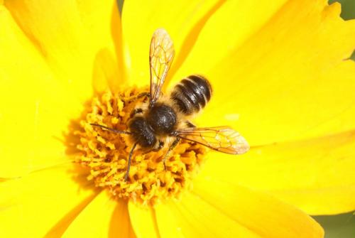 Megachile sp.