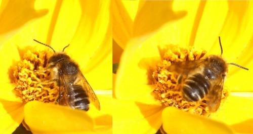 Megachile sp.