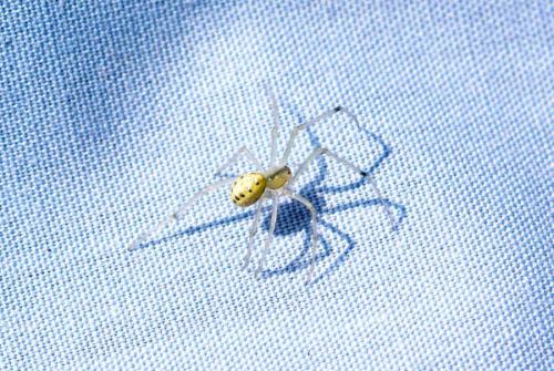 Enoplognatha sp.