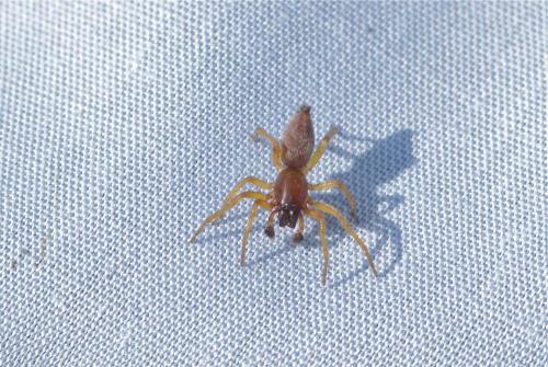 Clubiona sp.
