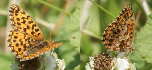 Réf. 104 652 : Boloria dia