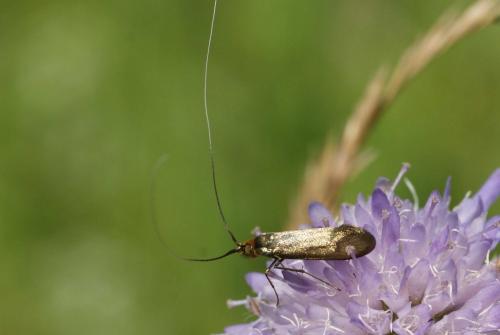 Nemophora metallica