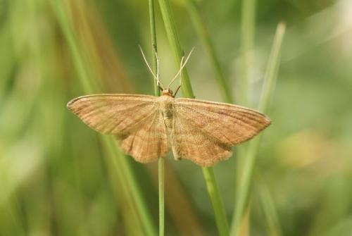 Réf. 104 675 : Idaea ochrata