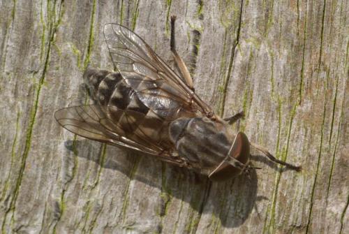 Réf. 104 691 : Tabanus autumnalis