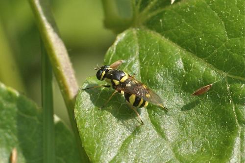 Réf. 104 795 : Oxycera rara